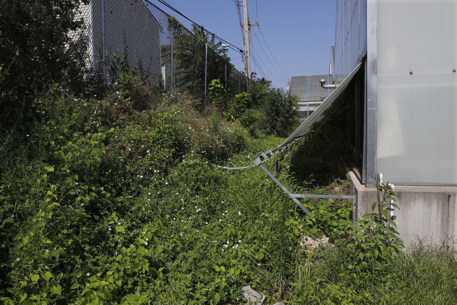 Goats make quick work of urban clearing